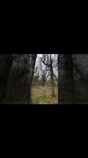 Large tree hidden in a forest