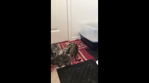 Cat & Kittens Feeding Time