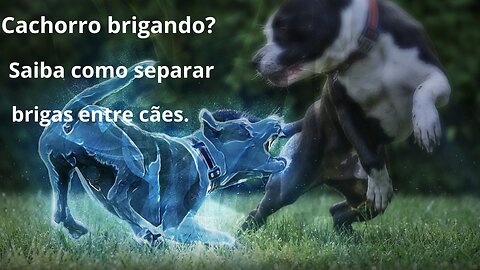 Cachorro brigando? Saiba como separar brigas entre cães.