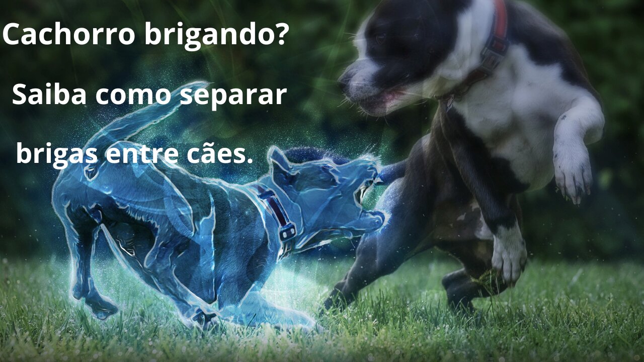 Cachorro brigando? Saiba como separar brigas entre cães.