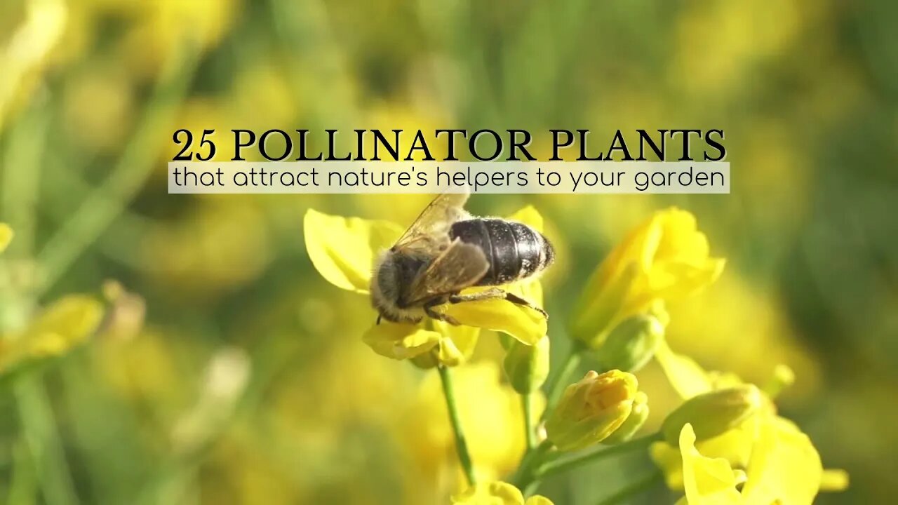 25 Pollinator Plants to Attract Nature's Helpers to Your Garden