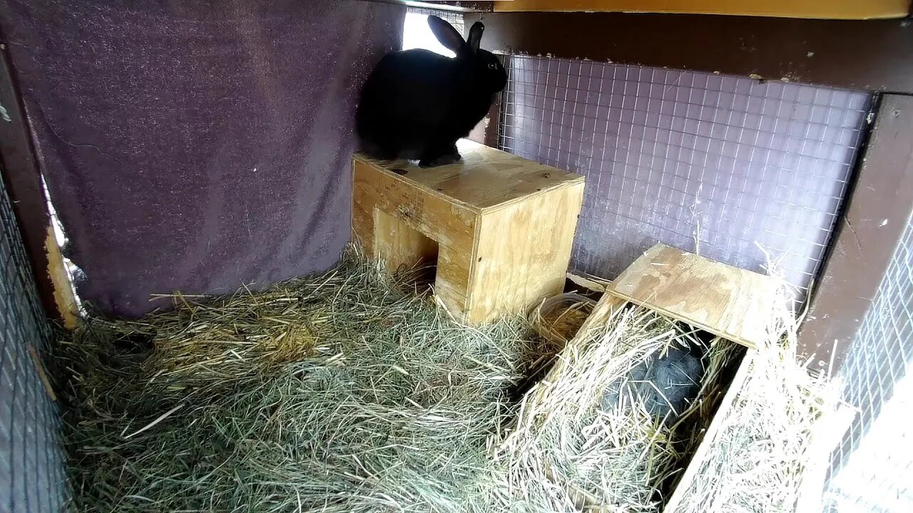 Momma Rabbit hanging in her hutch with her new babies!