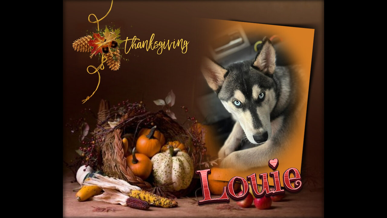 All Huskys, Snowdogs and More - Thanksgiving 2024