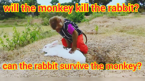 What is the monkey doing with the rabbit?