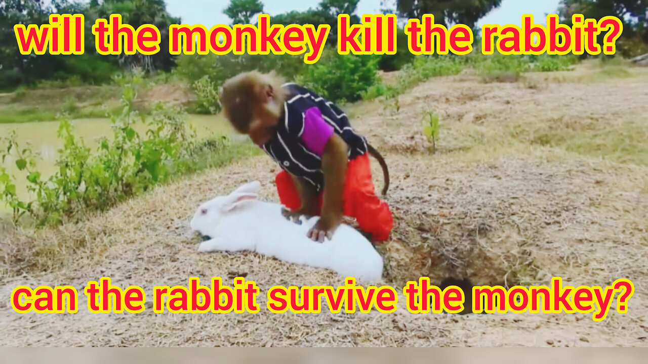 What is the monkey doing with the rabbit?