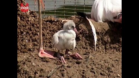 Fluffy Flamingo Chicks