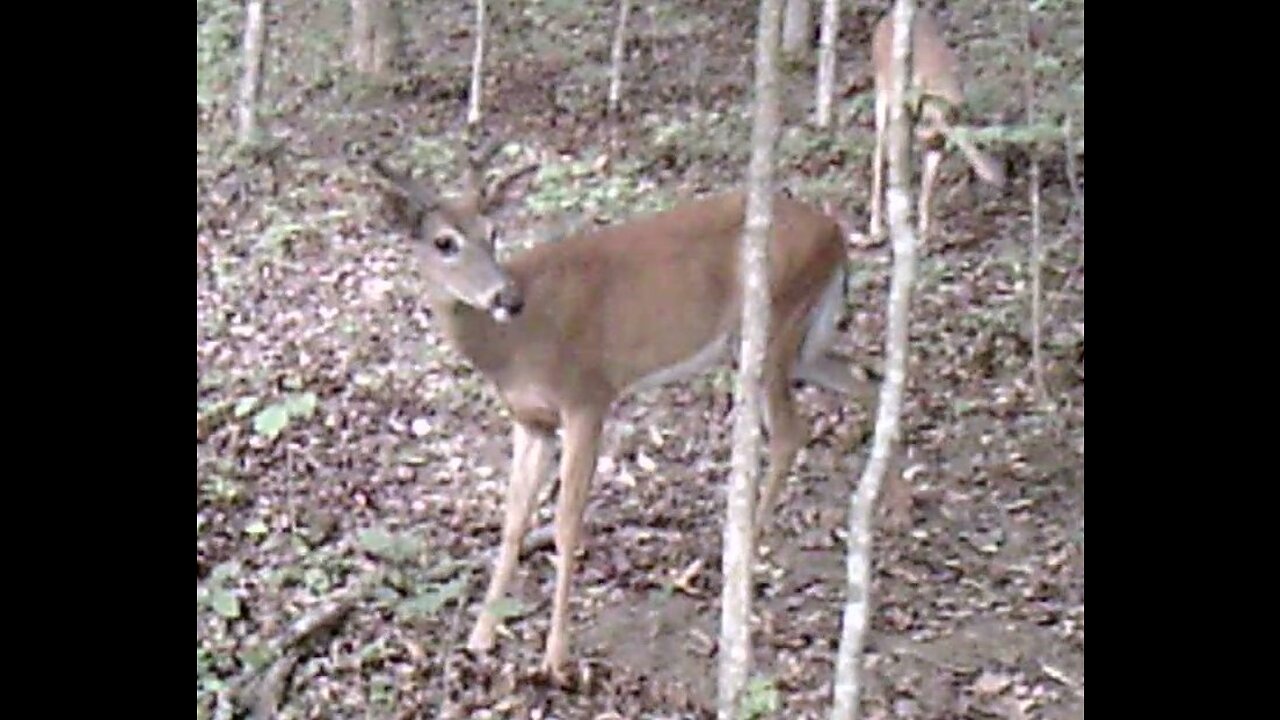 Bucks in velvet at the cabin 5-26-2023