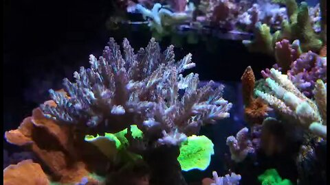 Saltwater tank