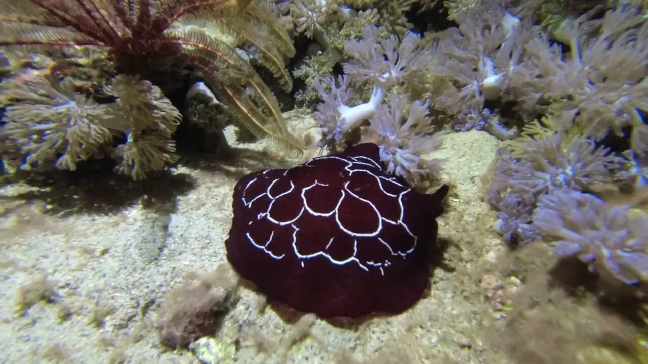 Underwater Video Scuba Diving in Sabang Puerto Galera Philippines