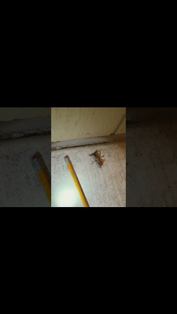 #jerusalem #bettle #cricket