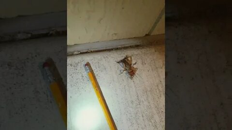 #jerusalem #bettle #cricket