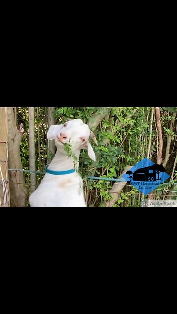 Doing what goats do best #shorts