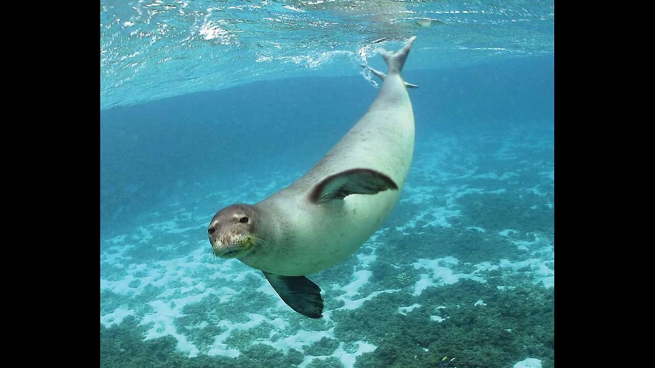 Hawaiian Monk Seal