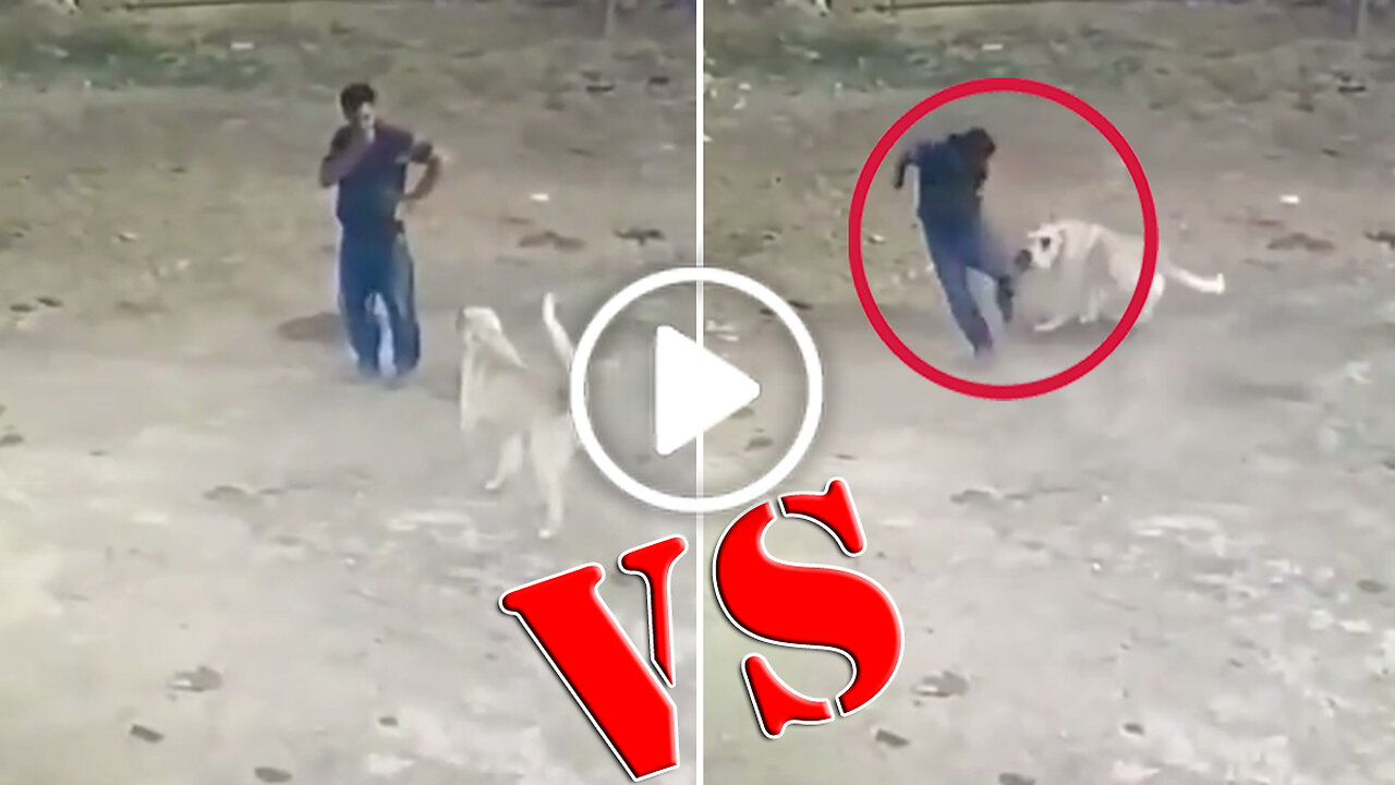 Anatolian Shepherd Dog Vs Man