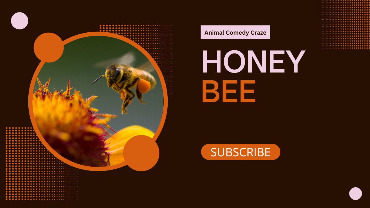 HONEY BEE INTRESTING FACTS