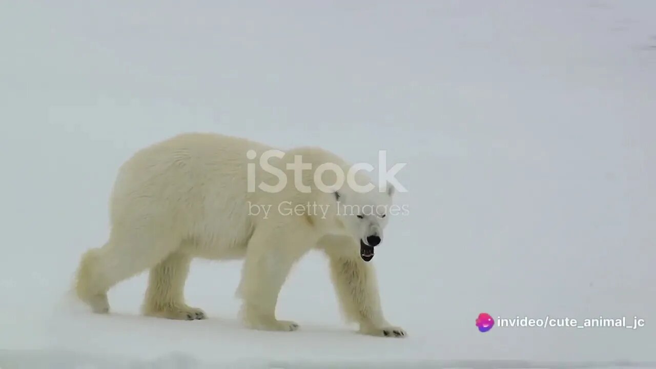 Arctic Adventures: Life in the Frozen Tundra