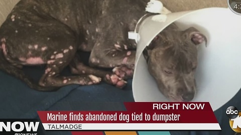 Marine finds abandoned dog tied to Dumpster