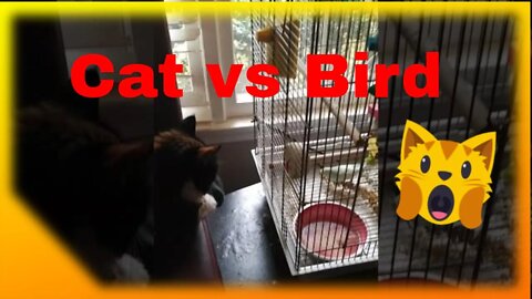 Funny Cat and Bird Video with Dialogue