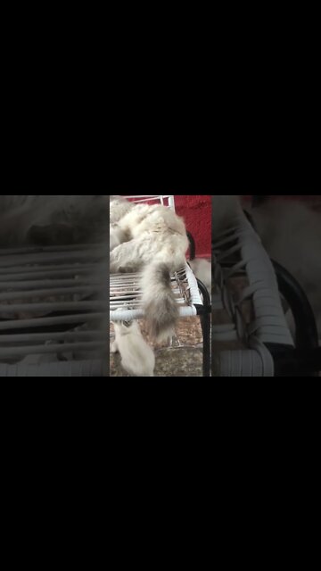 Diana bichana não tem paz