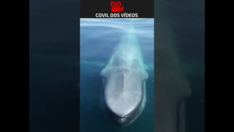 conheça o maior animal do planeta 😱😱😱