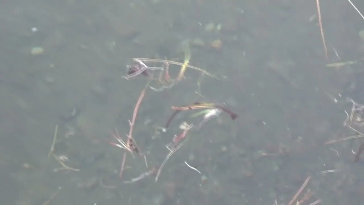 Fish Swimming at Mossy Point on Lake George