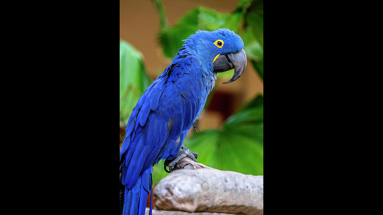 hyacinth macaw