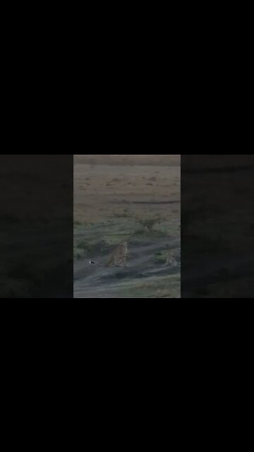 Maasai Mara Sightings Today 12/01/22 (Lions, Cheetah, Leopard, etc) | Zebra Plains | #shorts