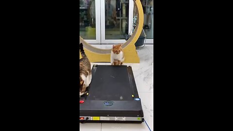 fanny cat and dog