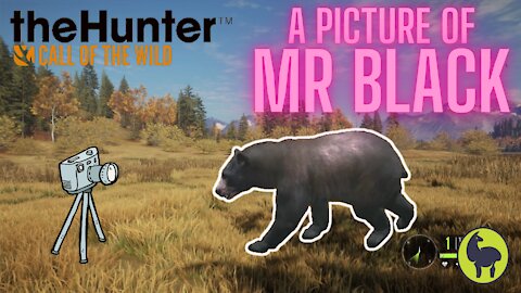 The Hunter: Call of the Wild, Trampfine- A Picture of Mr Black