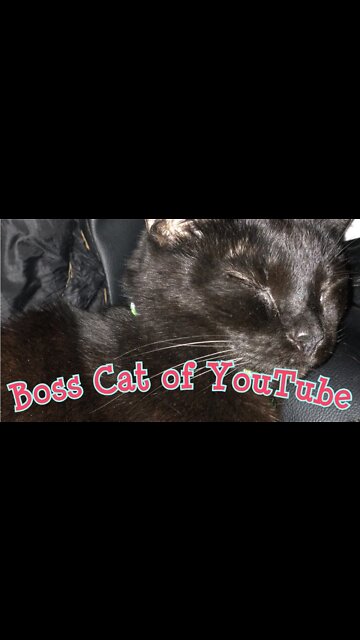 Sleeping Boss Cat of YouTube #Shorts