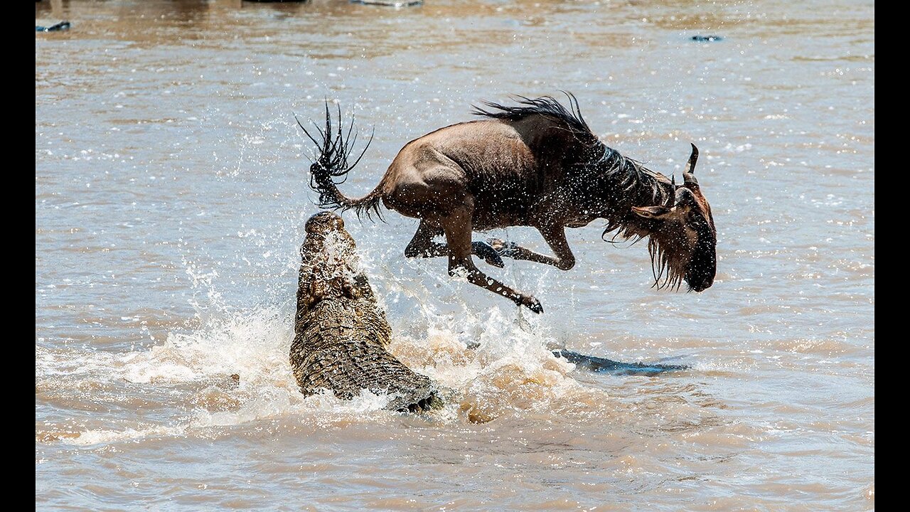 Crocodile Vs. Wildebeest