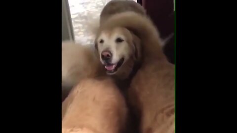 Independent Doggo doesn’t need no human for pets