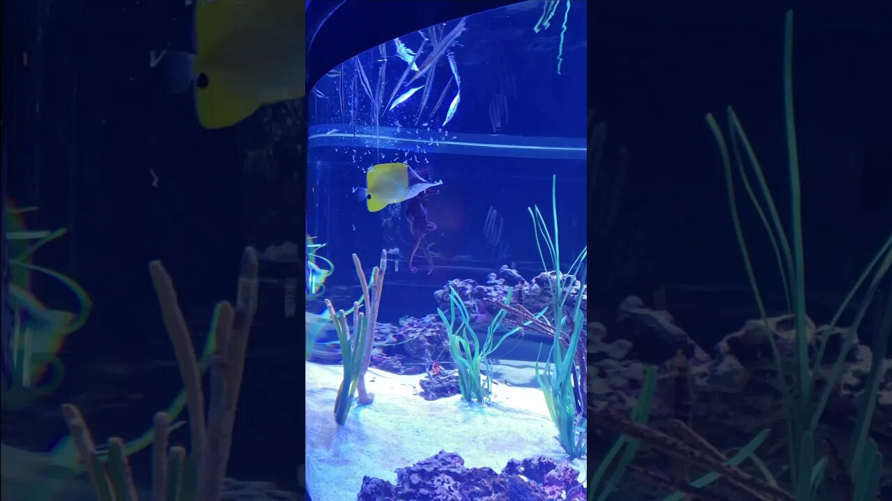 Feeding Seahorses at The Seas with Nemo & Friends at Epcot #shorts