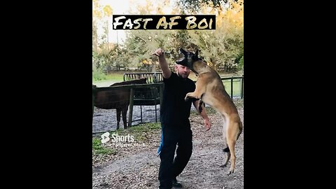 Malinois putting the hurtin’ on her pops!