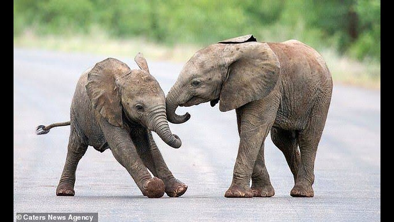 Elephant Calf Charging 🐘💥