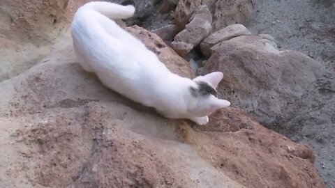 Our Cats #65 #shorts – Pusspuss the Cat Going Down a Steep Rock