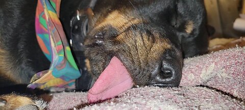 That famous Ranger Tongue