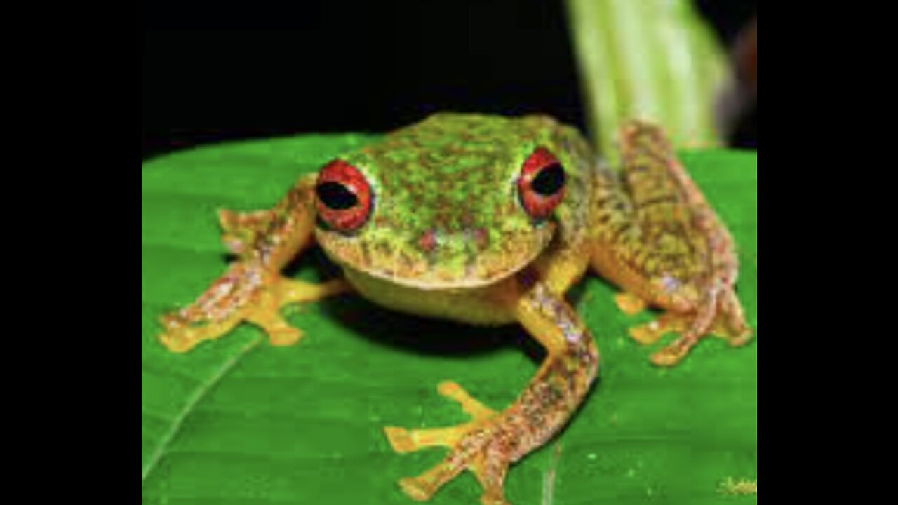 An experiment involving frogs and fungus