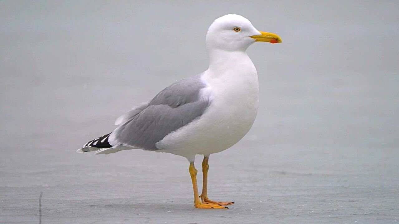 Portrait of a European Herring Gull on Ice