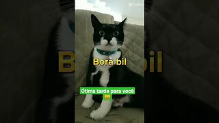 Gato Bartolomeu Tunico 🐱