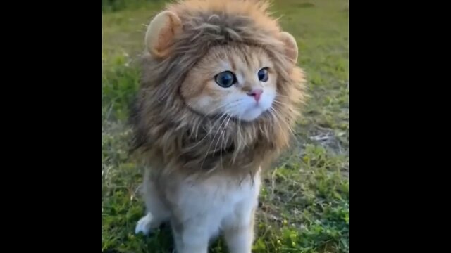 Funny and Cute animals