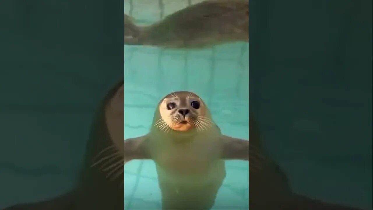 That Wink make it go viral l ðŸ¦ðŸ˜‰ | #shorts | #viral | #funny | #subscribe