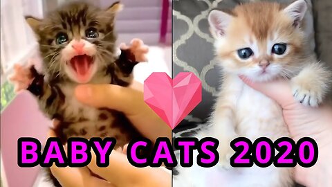 Baby Cats - Cute and Funny Cat Videos Compilation #13 | Aww Animals