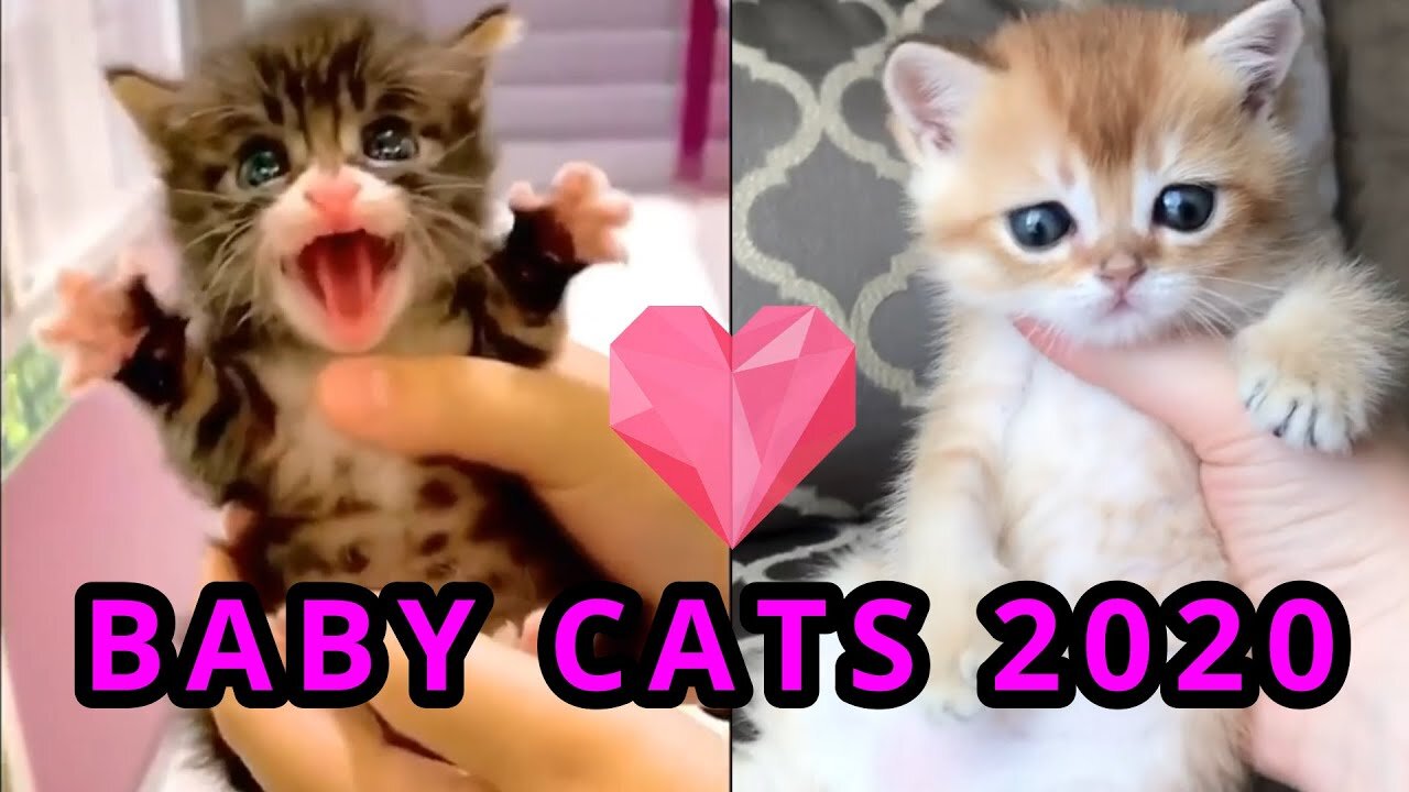 Baby Cats - Cute and Funny Cat Videos Compilation #13 | Aww Animals