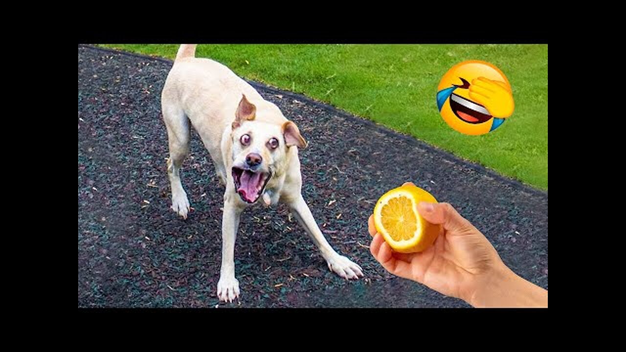 Best Funny Animal Videos 2022 and 2021 😺😁 - Funniest And Cute Dogs And Cats Videos 🥰🐴