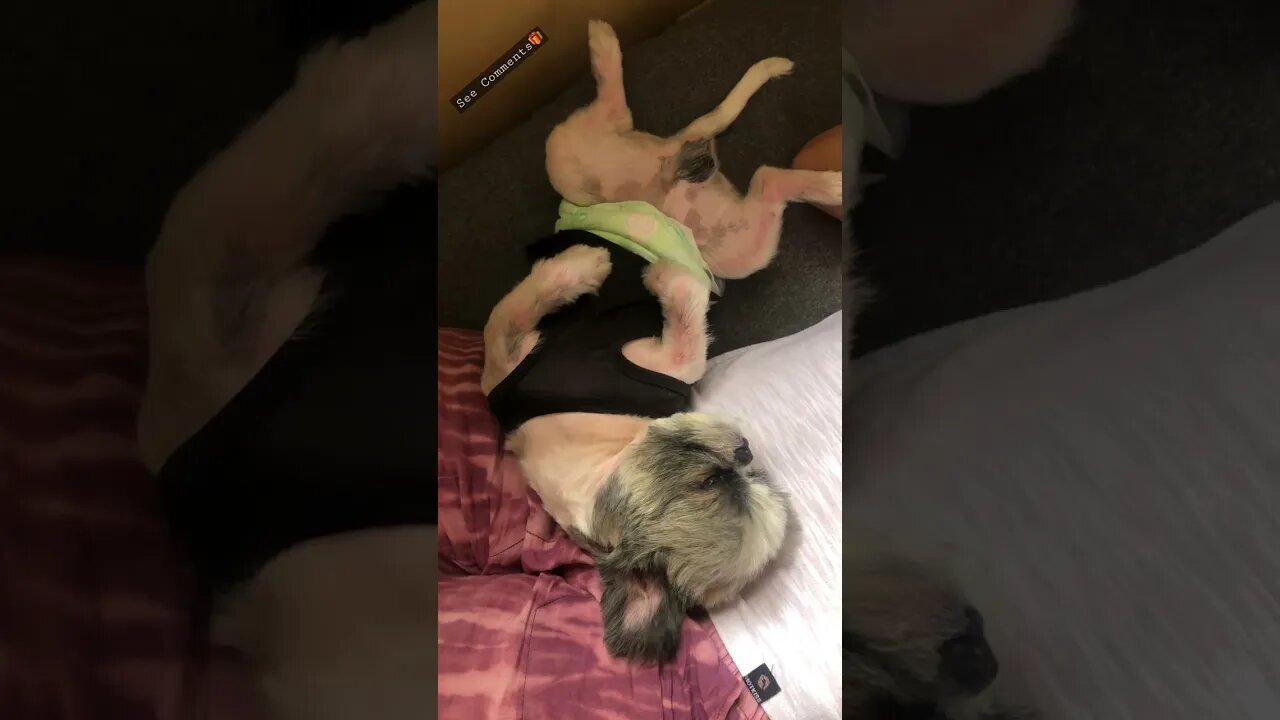 How to Make Your Shih Tzu Sleep like forever 🐾🐶😴