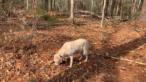 Dogs 124