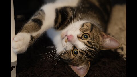 Cats