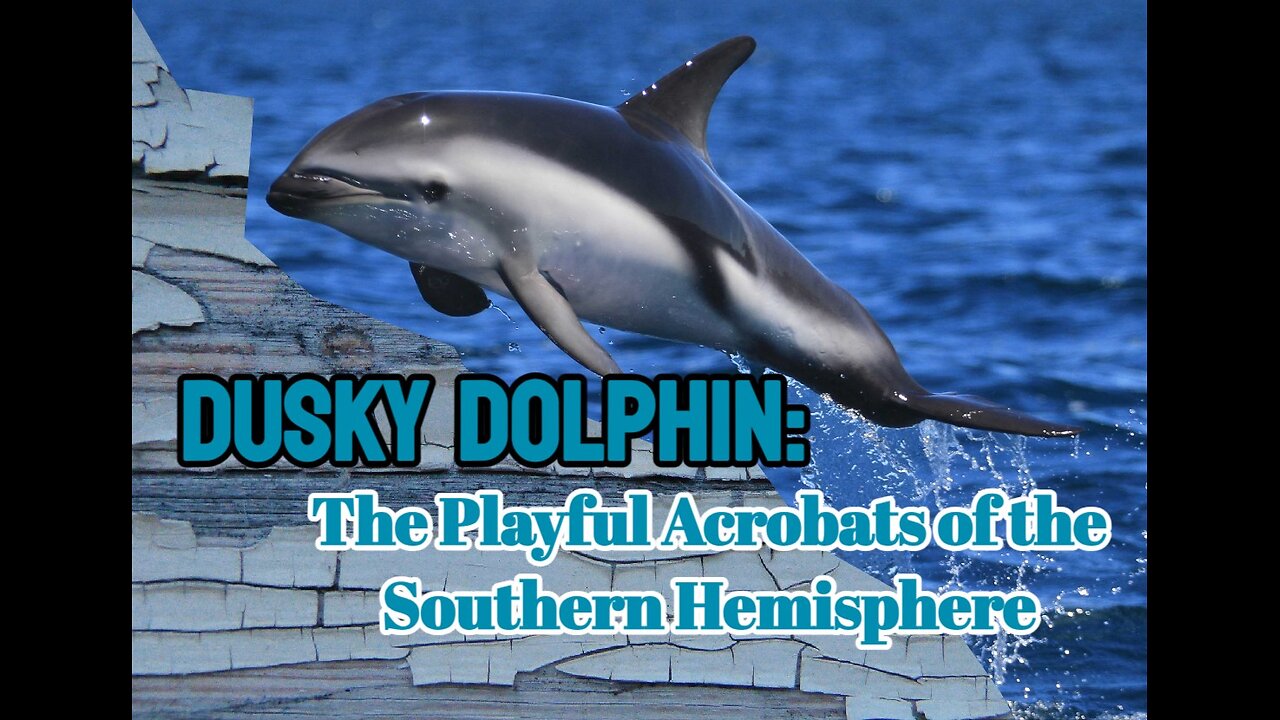 Dusky Dolphin: The Playful Acrobats of the Southern Hemisphere