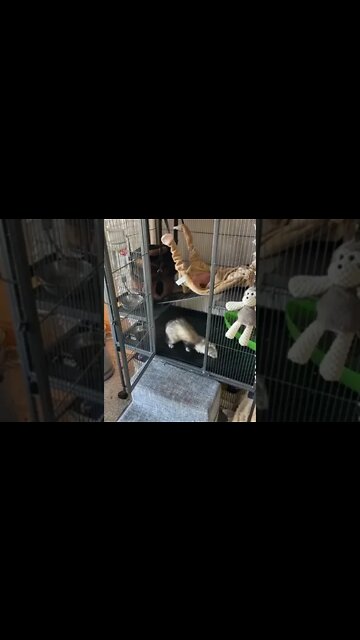 Morning my favorite Frands!! #gaitlynrae #monkey #ferret #Shorts #bestfriends #lovestory #animal